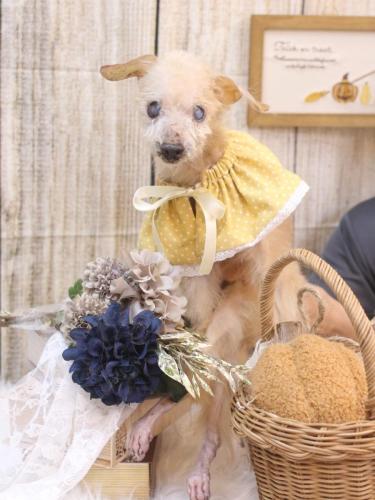 20241012モカくん